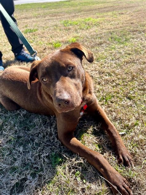 Dog For Adoption Marvin A Chocolate Labrador Retriever And Pit Bull