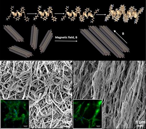 Magnetic Field Induced Alignment Of Nanofibrous Supramolecular