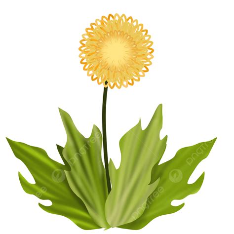 Yellow Dandelion Png