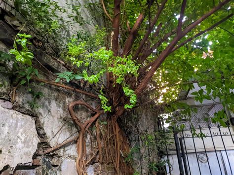 vine tree stock  images  backgrounds