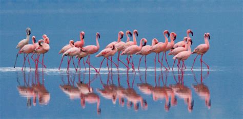 I Fenicotteri Rosa Di Chia Affitti Sud Sardegna