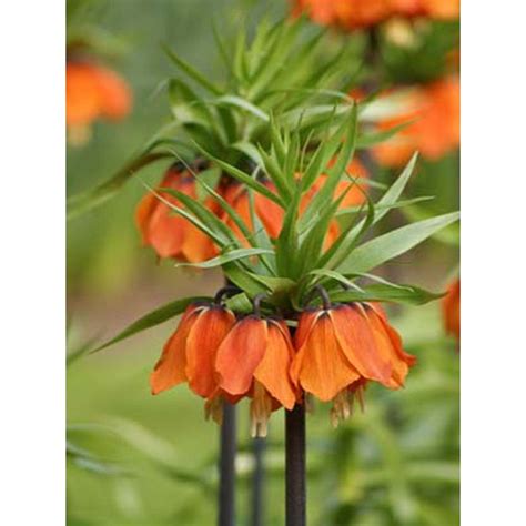 Bulbes En Vrac Fritillaria Imperialis Aurora Vrac Schilliger