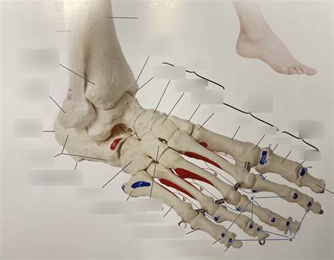 dorsal foot bones Diagram | Quizlet