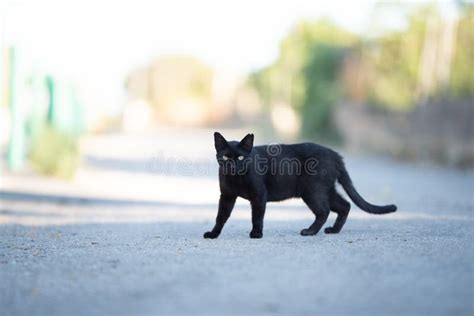 372 Side View Black Cat Walking Stock Photos Free And Royalty Free