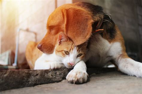 DUELO POR LA PÉRDIDA DE UNA MASCOTA La Aurora Funerales y Capilla