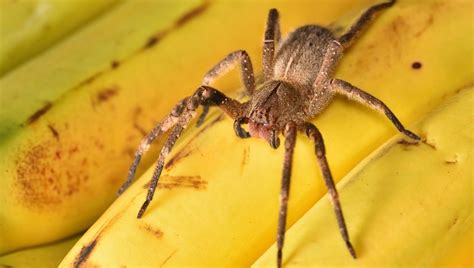 Banana Spider Afghanistan