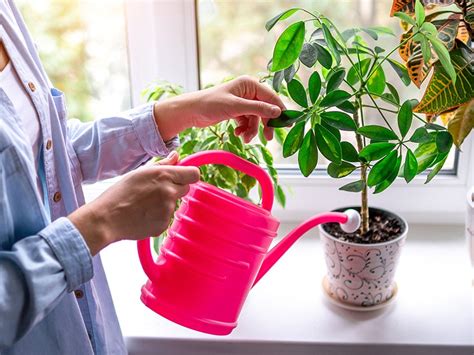 Entretien Des Plantes Silence A Pousse