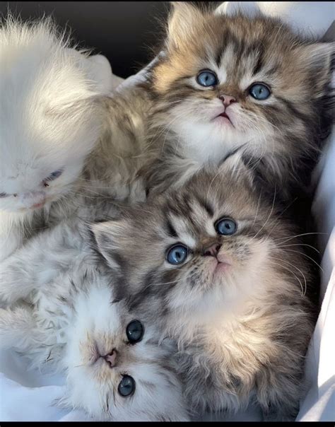 What to do if you find kittens – Artofit