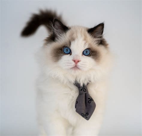 Previous Kittens | DreamiiDolls Ragdoll Cattery