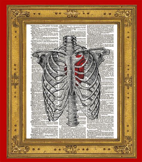 Human Rib Cage Anatomy Diagram With Red Heart Vintage Dictionary Art