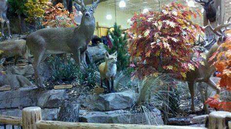 The New Cabelas Cabelas Animals Visiting