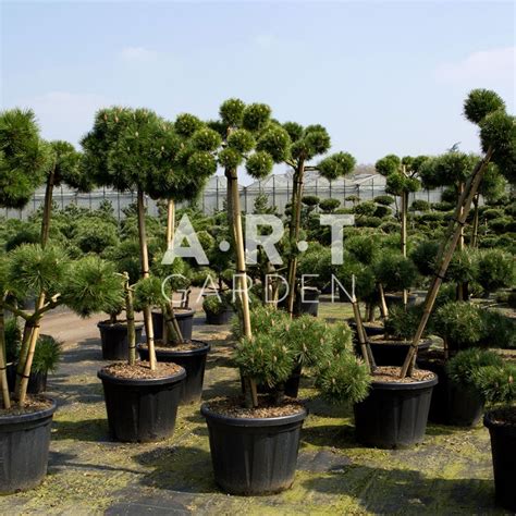 Pinus Nigra Brepo Arbuste Original Pour Terrasse Et Jardin