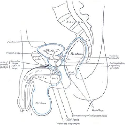 Fascial Arrangement Of The Scrotum And Perineum 9 Download Scientific Diagram