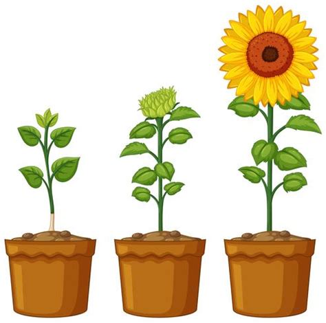 Three pots of sunflower plants 444503 Vector Art at Vecteezy