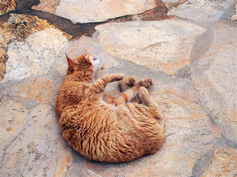 Authentic Ginger Cat Lying On His Back Stock Image Image Of Upside