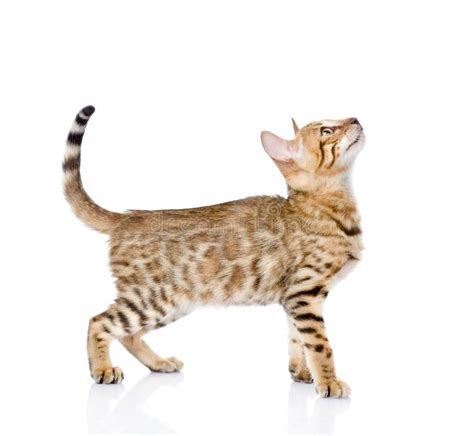 Portrait Of A Purebred Bengal Cat In Profile Looking Up Stock Image