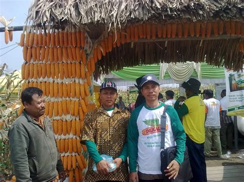 BALAI PENYULUHAN PERTANIAN PURWOASRI WASPADAI HAMA PENYAKIT TANAMAN JAGUNG