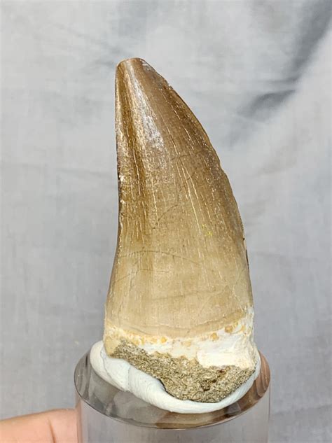 Authentic Mosasaur Prognathodon Tooth 5 The Dinosaur Store Museum