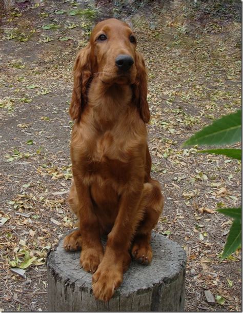 Photo Of The Week As At November Irish Setters Australia