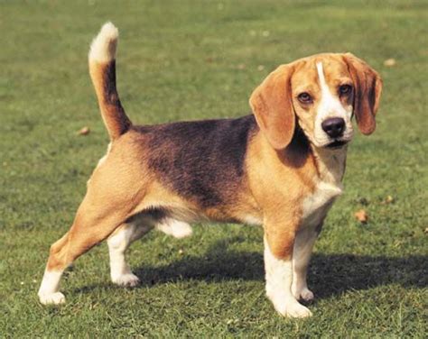 beagle overview lifespan health history temperament britannica