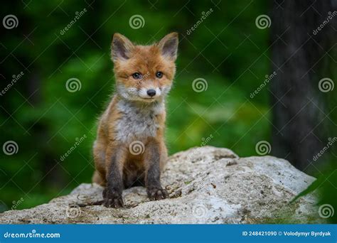 Raposa Vermelha Vulpes Pequeno Filhote Na Floresta Pequenos E Bonitos