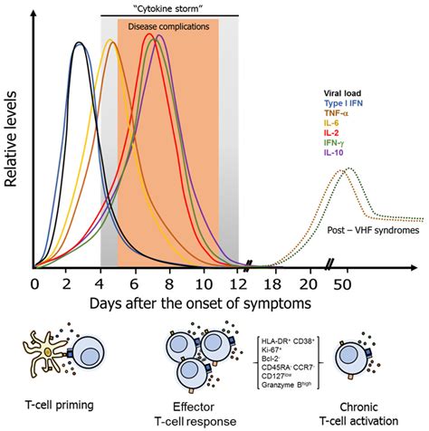 Vaccines Free Full Text T Cell Response To Viral Hemorrhagic Fevers