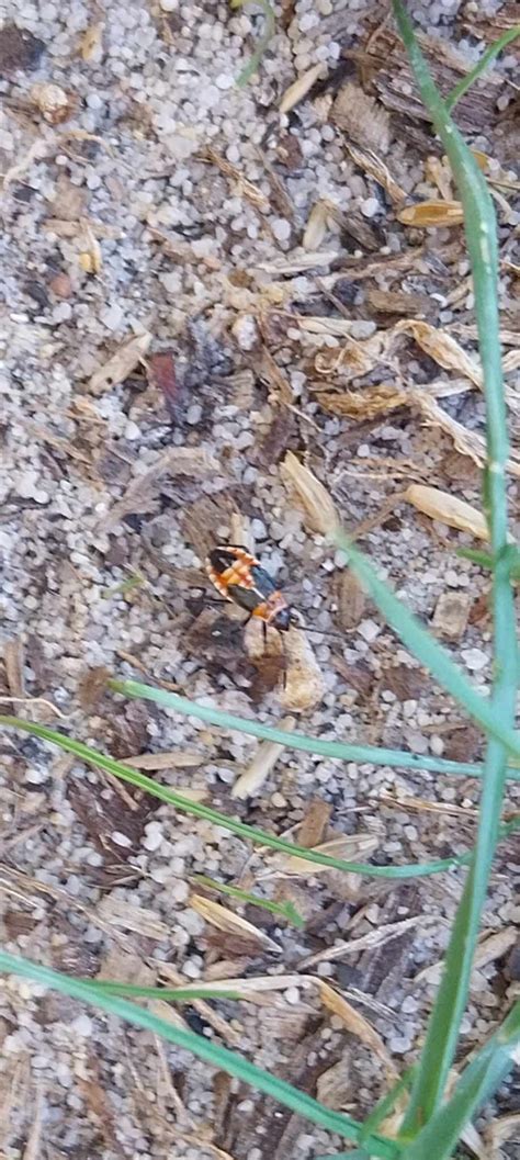 How to rid sand wasps and milkweed bugs ... | Bunnings Workshop community