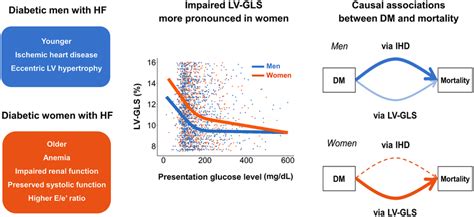 Sex Related Differences In The Impact Of Dm On Phenotypes Lv Gls And