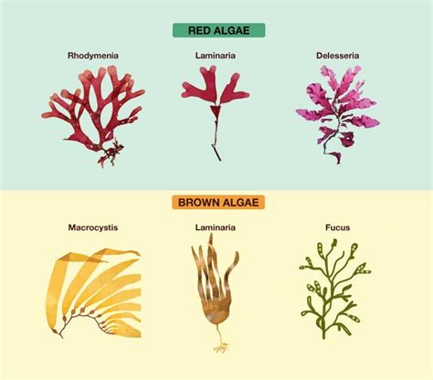 Red Algae Characters And Types With Diagram