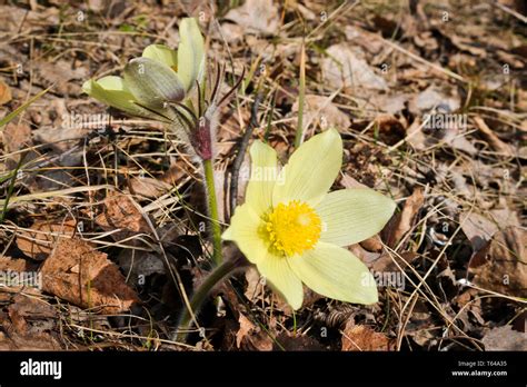 The First Spring Flowers Of Prairie Crocus Pasque Flower Prairie