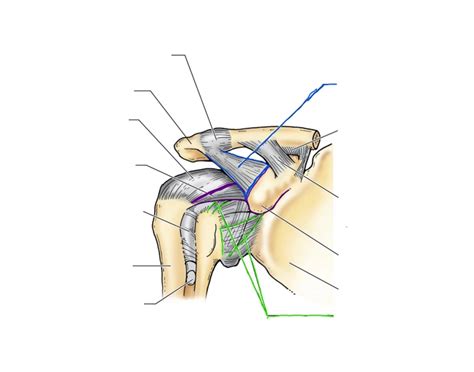 shoulder joint glenohumeral quiz