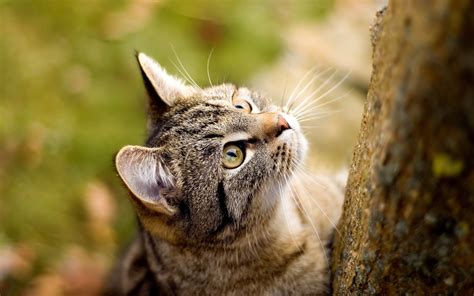 壁纸 野生动物 晶须 野猫 眼 动物群 脊椎动物 特写 猫像哺乳动物 微距摄影 鼻子 中小型猫 大花猫