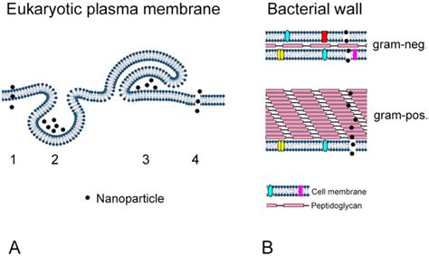 IJMS | Free Full-Text | Cytotoxicity of Nanoparticles Contained in Food ...