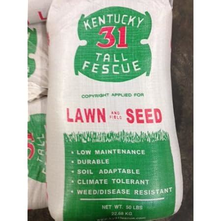 Amazon Kentucky Tall Fescue Lbs Grass Plants Patio Lawn