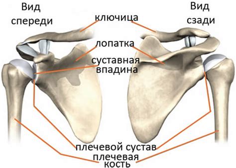 Вывихи в плечевом суставе (нестабильность плечевого сустава) — Травмаорто