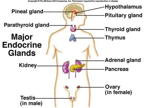 Endocrine System Diagram Quizlet