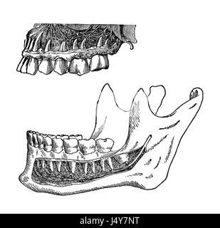 Lower Jaw Skeleton And Teeth Anatomy Medical Accurate 3D Illustration