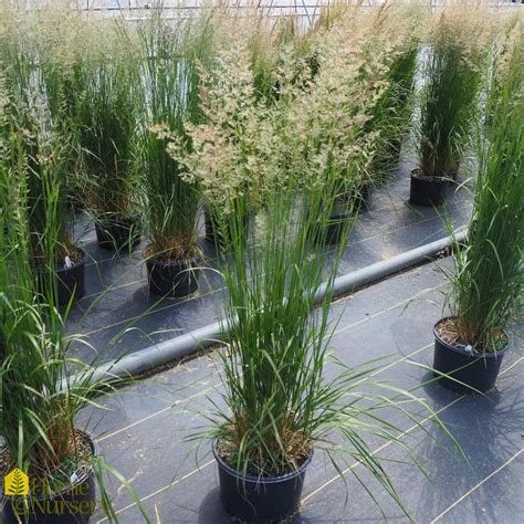 Calamagrostis X Acutiflora Karl Foerster Feather Reed Grass From Home Nursery