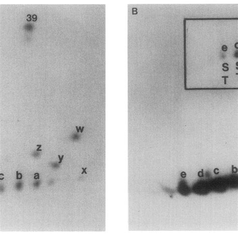 Two Dimensional Peptide Map Analysis Of 35s Cysteine And 32p Labeled