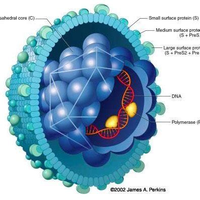 showes the model structure of Hepatitis B virus (van Kempen 2009 ...