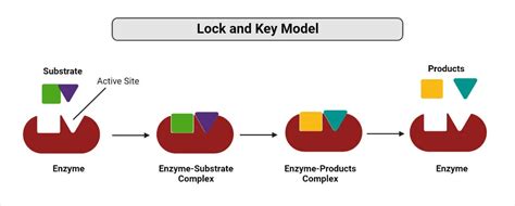 Unbelievable Facts About Lock And Key Model Facts Net