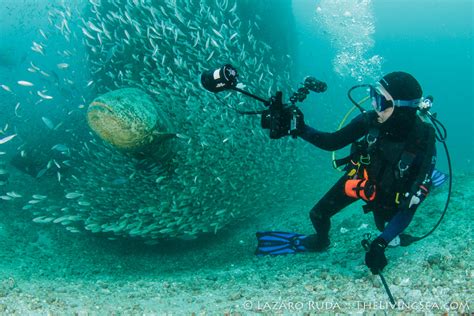 Diving With Giant Groupers