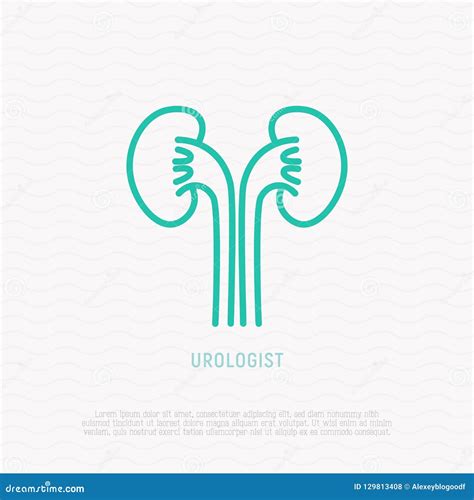 Pictogram Van De Nier Het Dunne Lijn Symbool Van Uroloog Vector