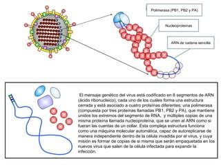 Estructura Del Virus De La Gripe Ppt