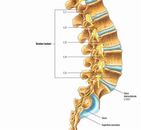 Le Vertebre Del Rachide Lombare LEG Srl STP Radiografie A Domicilio