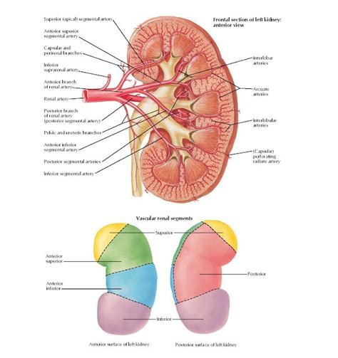 Apical Artery