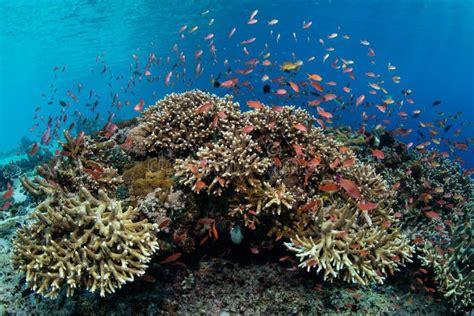 Vibrant And Colorful Coral Reef In Indonesia Stock Photo Image Of