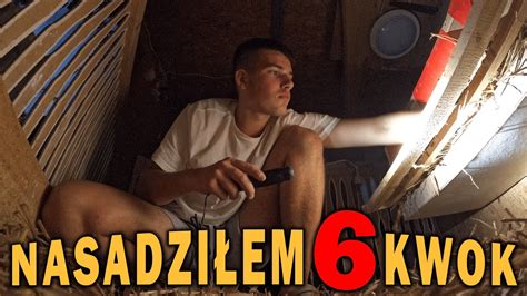 BĘDZIE DUUUŻO PISKLAKÓW 6 KWOK YouTube