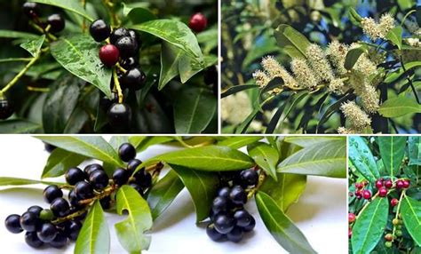 Cherry Laurel Berries