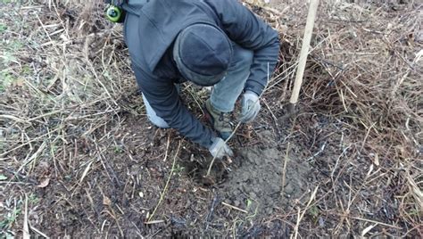 Attivit Di Rimboschimento Oasi Wwf Rovigo